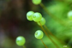 苔の世界 ２０２６－５１（タマゴケ）