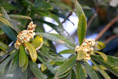 ビワの花