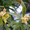 ビワの花