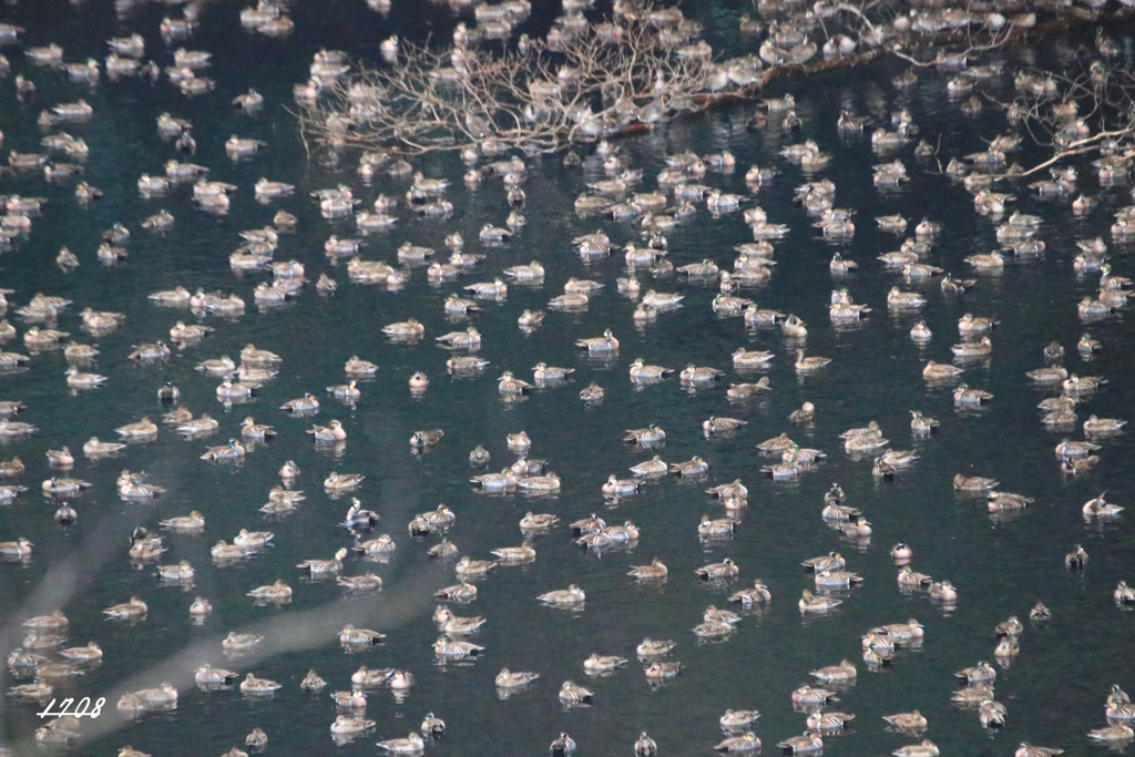 カモかもカモかもカモかもカモかもカモかもカモ・・・・・・４