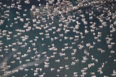 カモかもカモかもカモかもカモかもカモかもカモ・・・・・・４