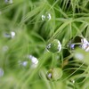苔の世界 25（雫）