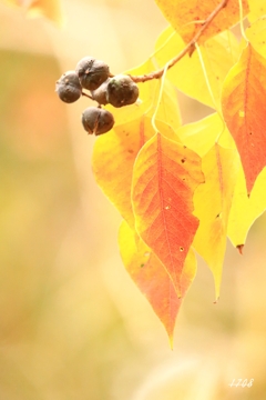 紅葉前撮り 1/2