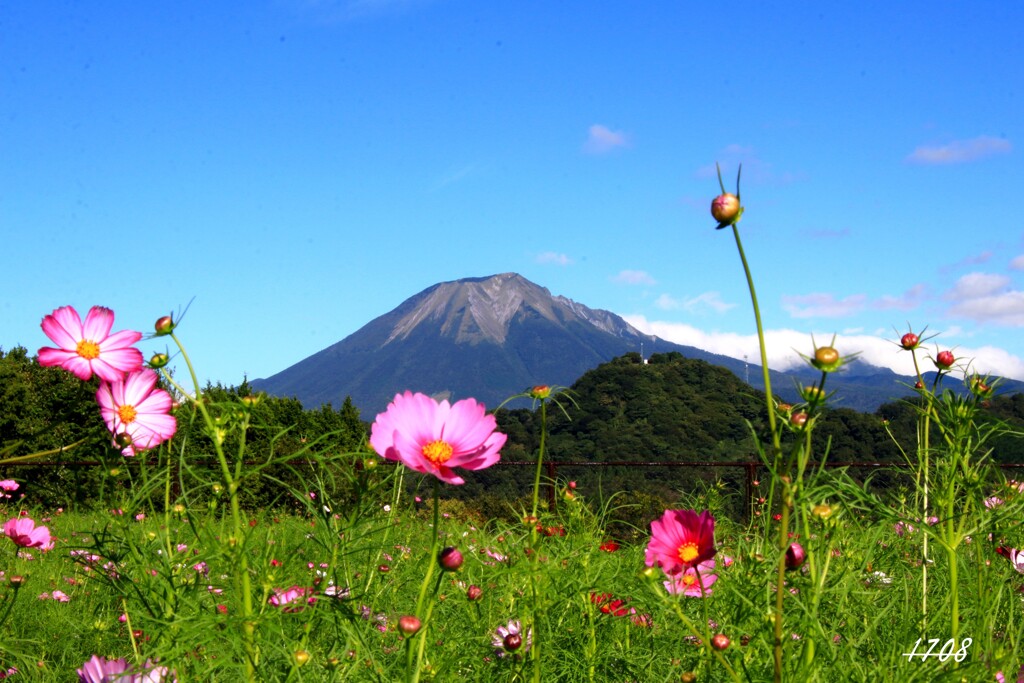 コスモスと大山