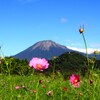 コスモスと大山