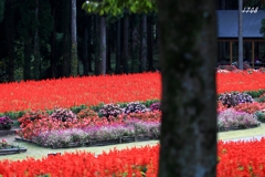 サルビアの咲く花壇