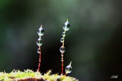 苔の世界 ２０２６－５４（雫）