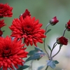 菊