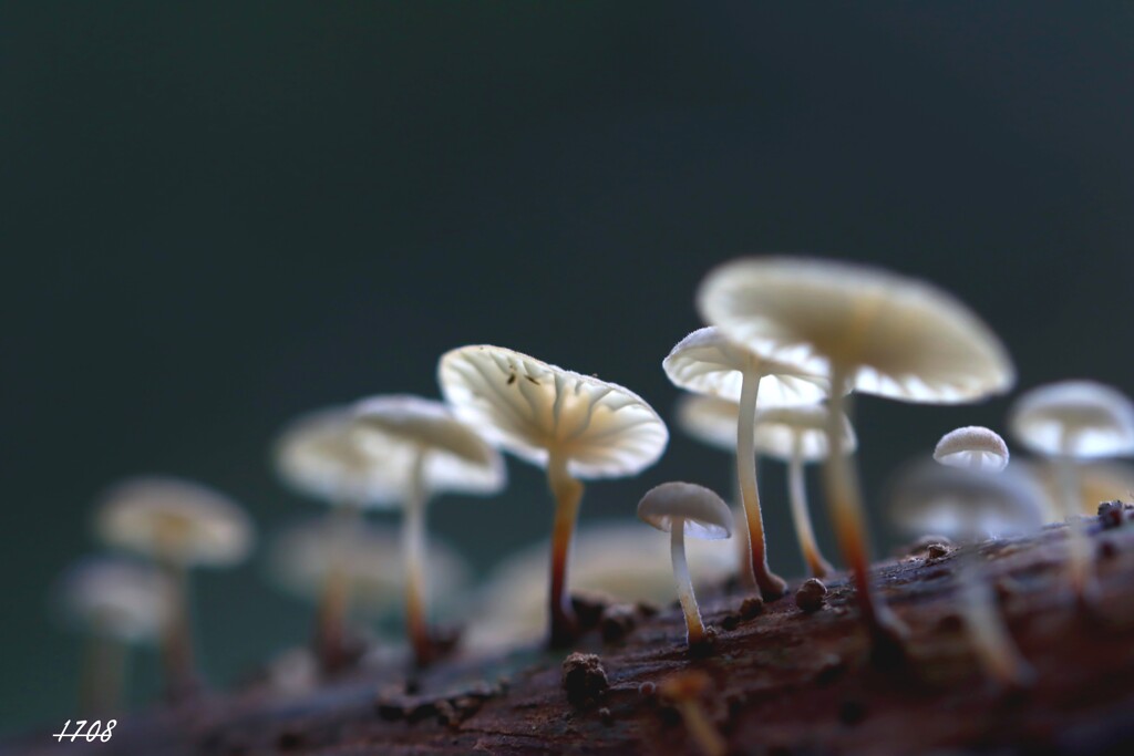 苔の世界 ２０２６ー１２（キノコ）