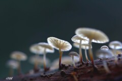 苔の世界 ２０２６ー１２（キノコ）