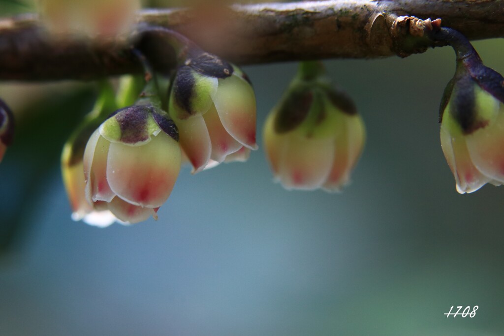 開花が待てなくて...