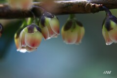開花が待てなくて...