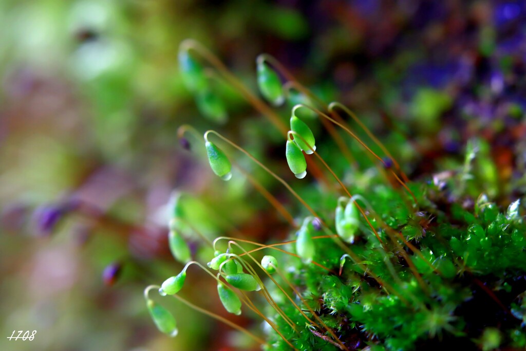 苔の世界 ２０２６－３５（ハリガネゴケ）