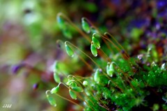 苔の世界 ２０２６－３５（ハリガネゴケ）