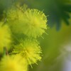 ミモザ 2/2