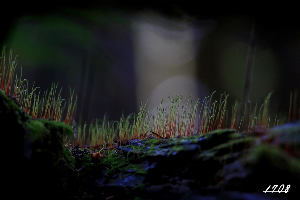 苔の世界 ７