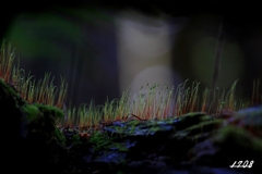 苔の世界 ７