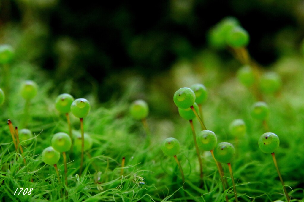 苔の世界２５－３１（タマゴケ）