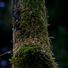 苔の世界（雫） 2024-42