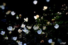 小さな池の水面