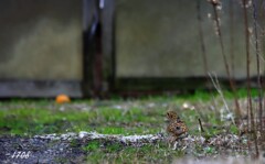 遠かった