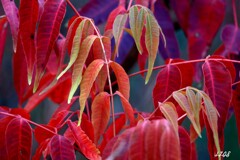 ハゼの紅葉