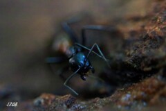 ムネアカオオアリ 1/2