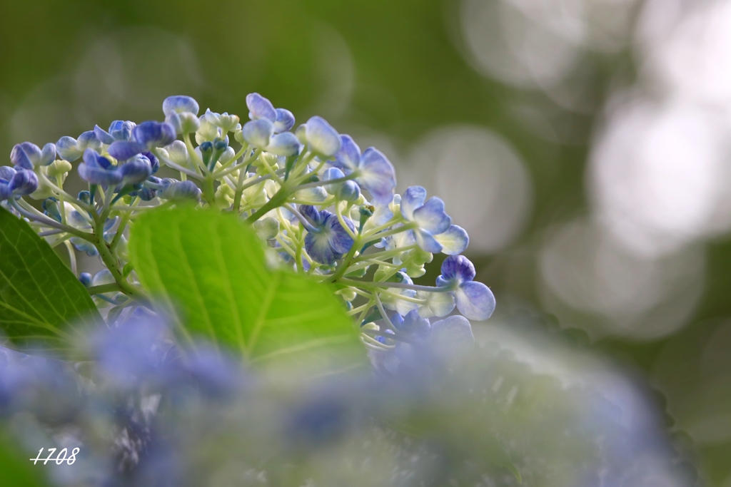 紫陽花