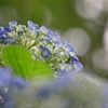 紫陽花