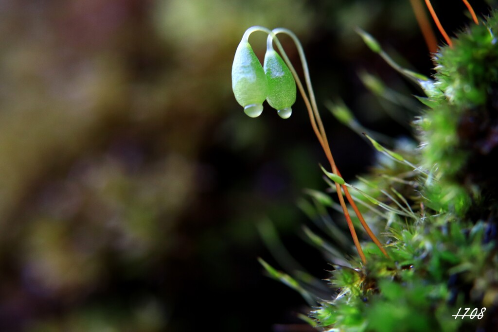 苔の世界（ハリガネゴケ）2024-4