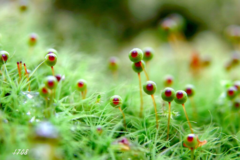 苔の世界２５－３７（タマゴケ）