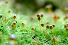 苔の世界２５－３７（タマゴケ）