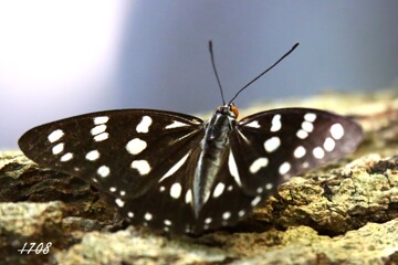 ゴマダラチョウ 4/4