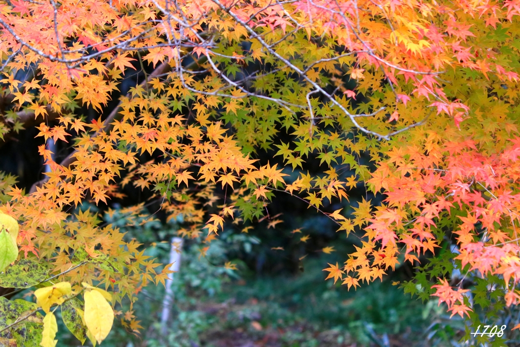遅い紅葉