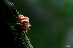 苔の世界 ２０２６－２０（きのこ）