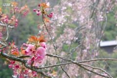 八重桜