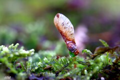 苔の世界 ２０２６－３１（タケコプターの発芽）