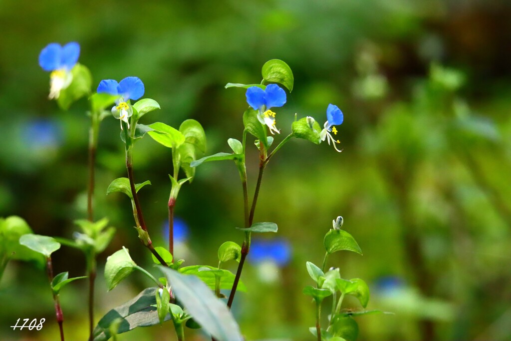 つゆ草