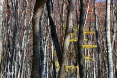 残り物に福がある１