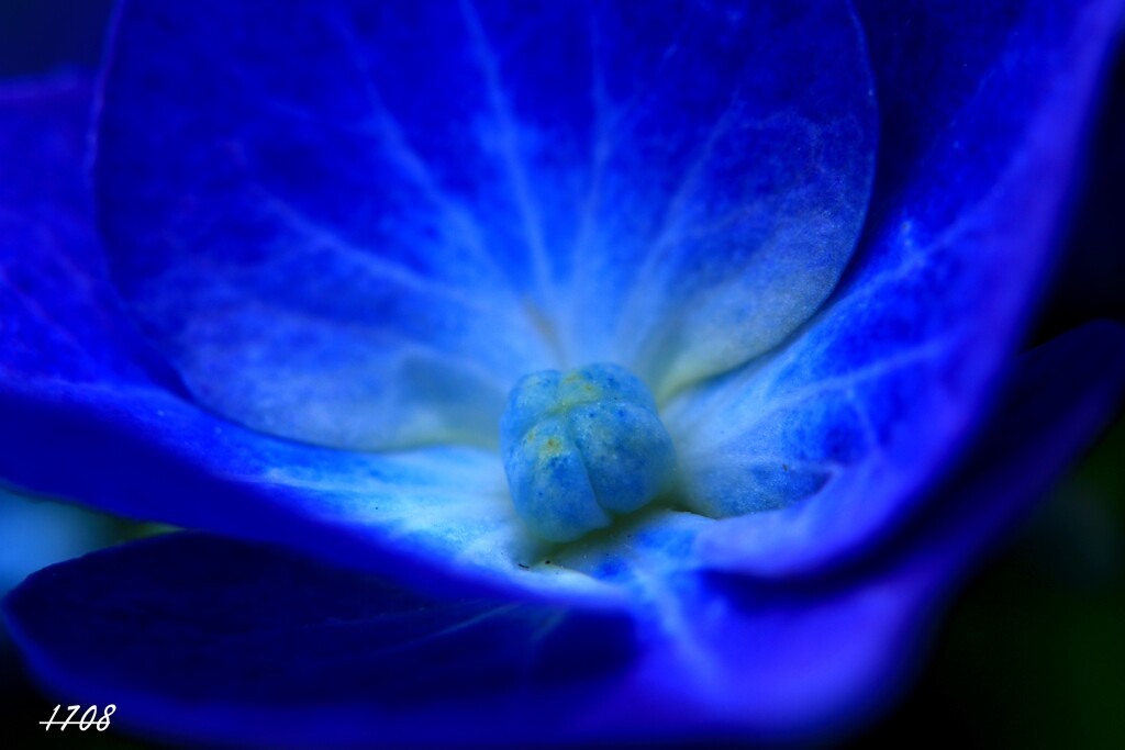 紫陽花 1/2