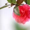 山茶花