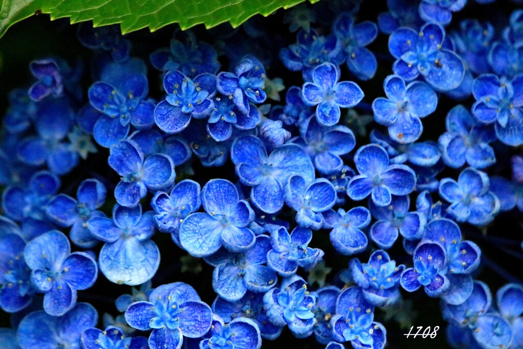 紫陽花