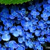 紫陽花