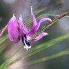 カタクリ ３