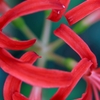 彼岸花