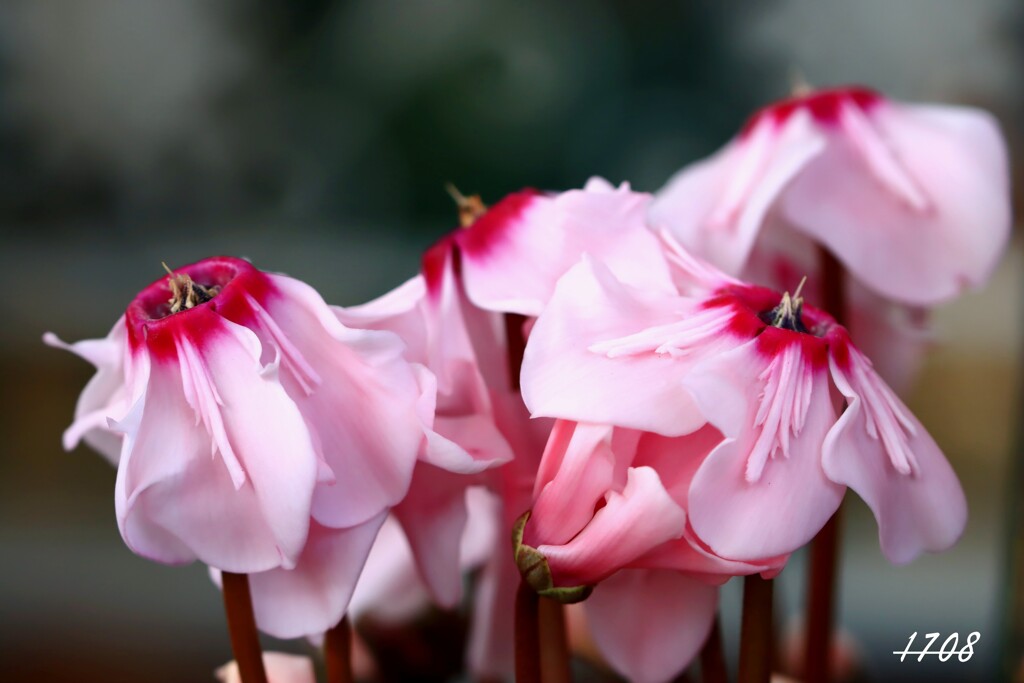 シクラメン・上向き開花