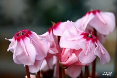 シクラメン・上向き開花