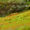 苔の世界 19