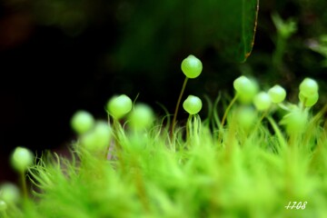 苔の世界２５－３９（タマゴケ最終）