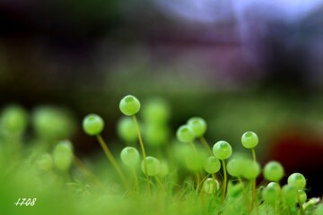 苔の世界２５－２5（タマゴケ）